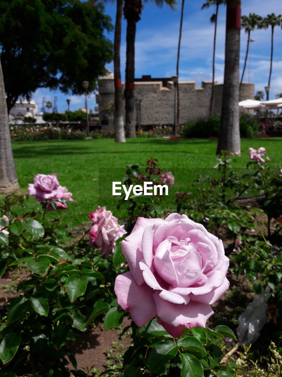 CLOSE-UP OF PINK ROSE FLOWER