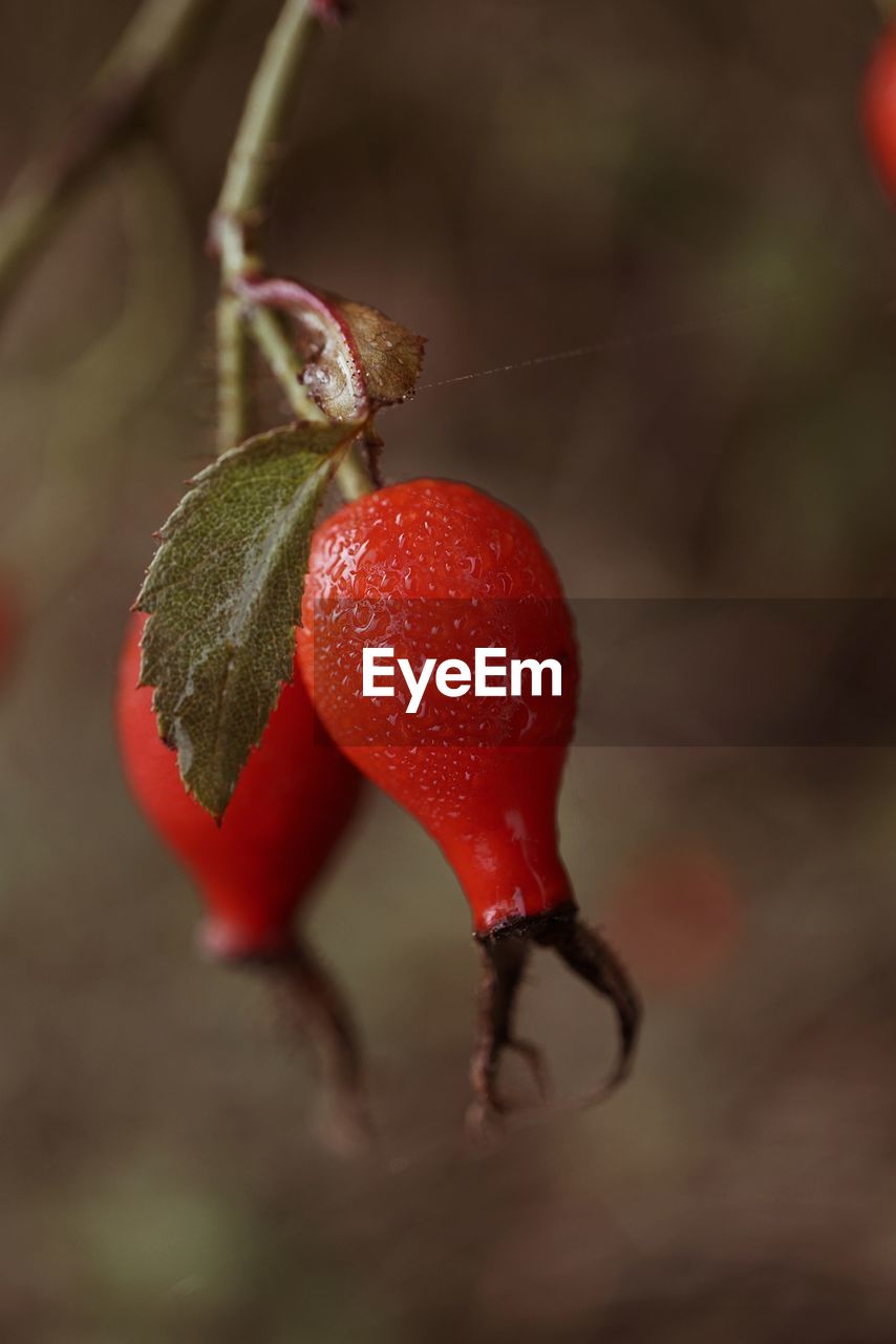 red, close-up, macro photography, food, fruit, healthy eating, food and drink, rose hip, flower, leaf, nature, plant, no people, freshness, focus on foreground, berry, wellbeing, produce, day, tree, plant part, outdoors, growth, ripe, selective focus, branch, vegetable