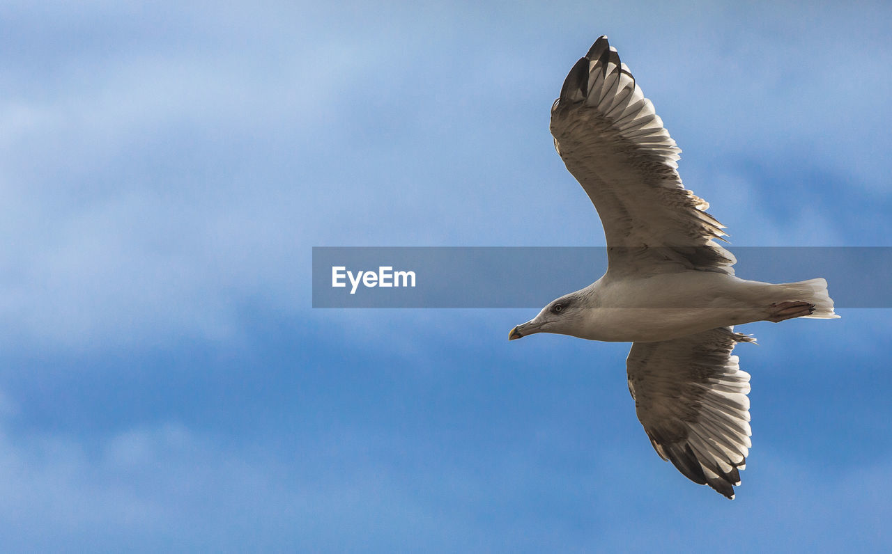 LOW ANGLE VIEW OF SEAGULLS FLYING