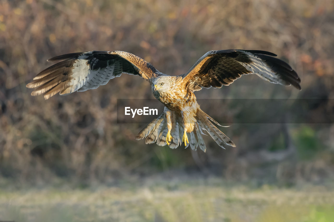 CLOSE-UP OF EAGLE FLYING OVER LAND