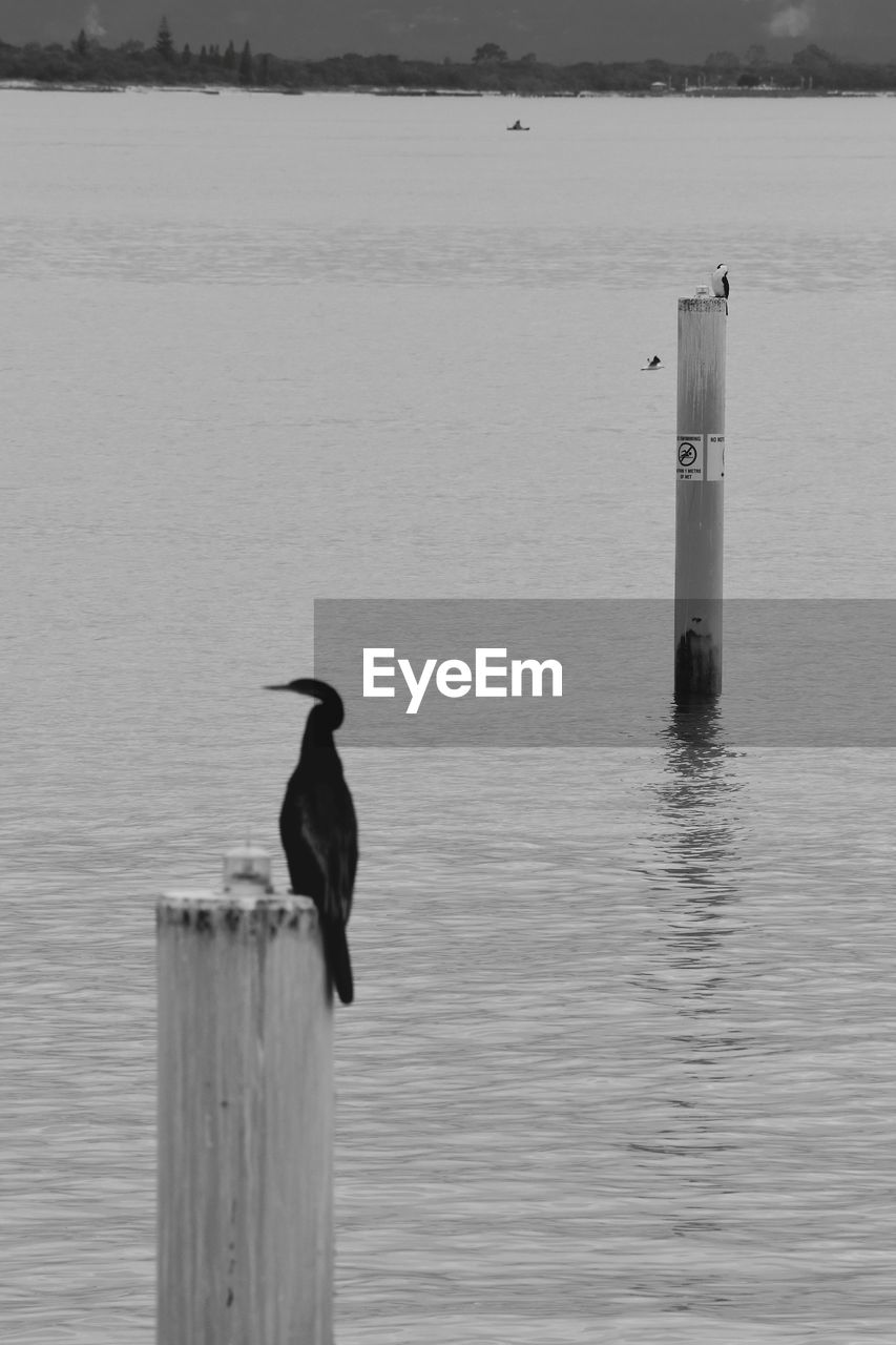 Sea bird perching on wooden post in sea