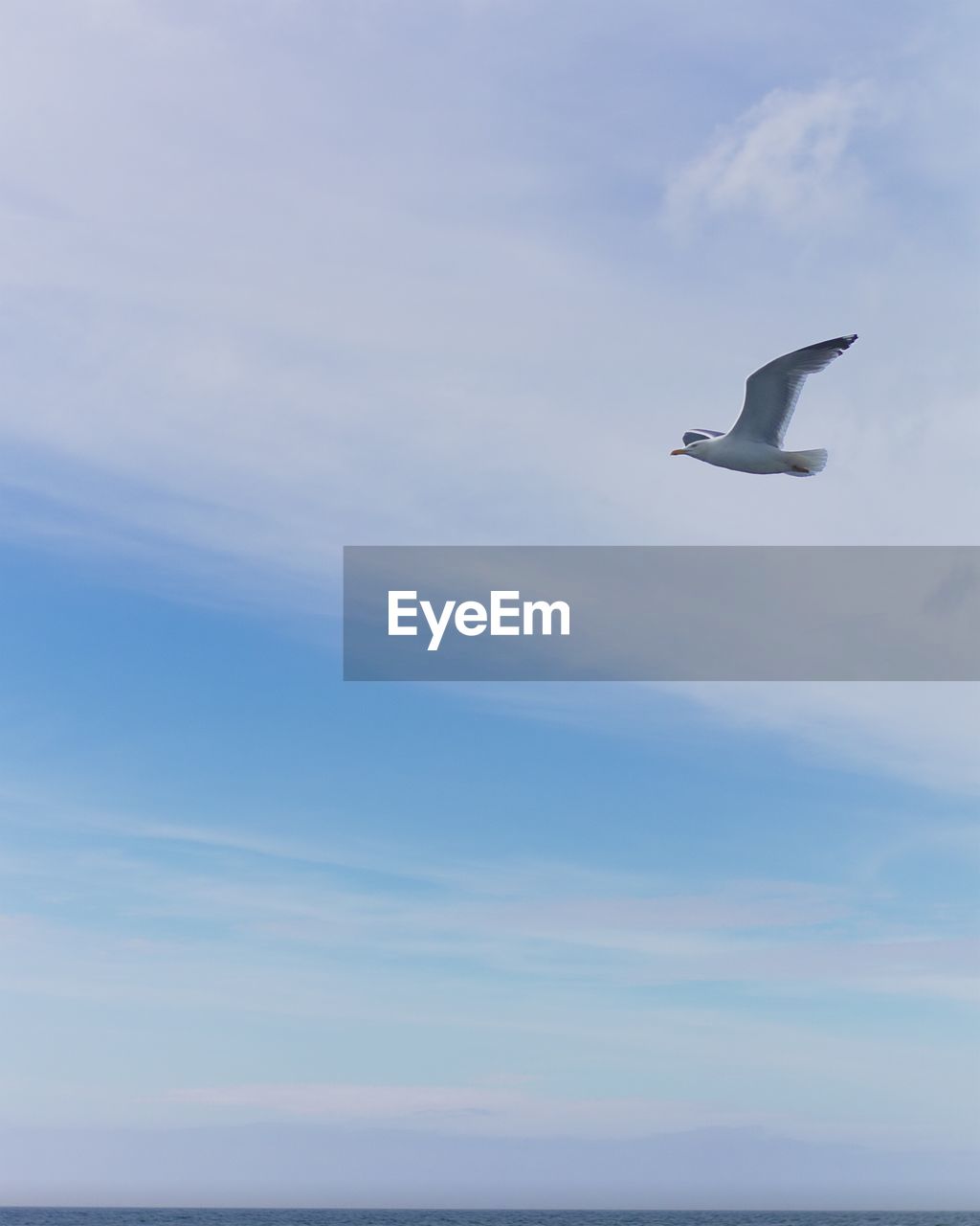 Low angle view of bird flying against sky