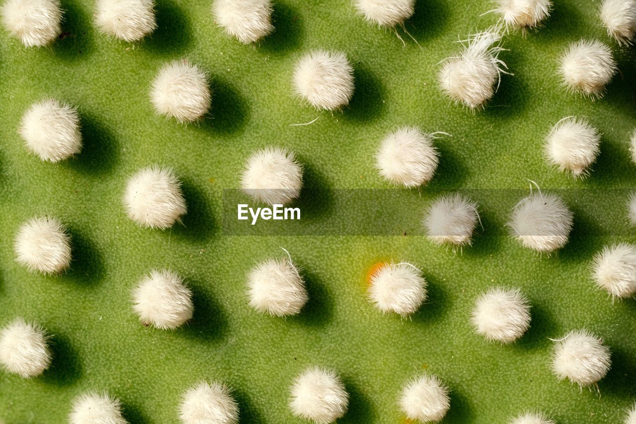 FULL FRAME SHOT OF PLANTS GROWING ON LAND