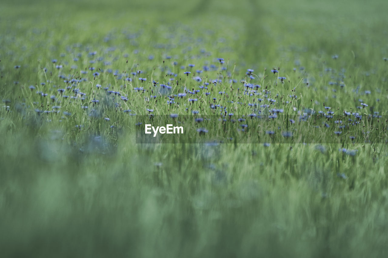 FLOWERS GROWING IN FIELD