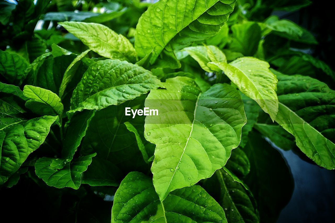 Close-up of fresh green plant
