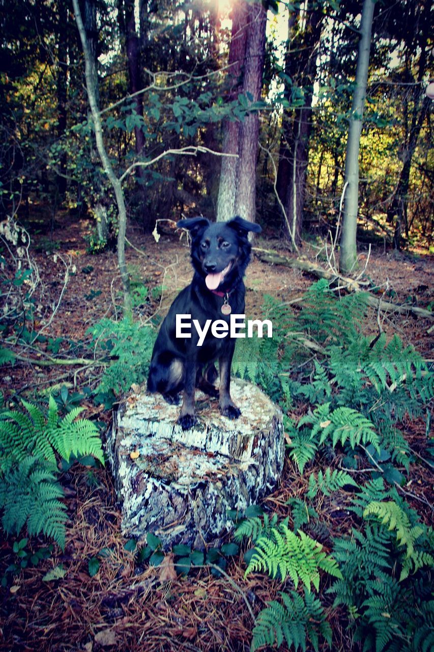 PORTRAIT OF DOG IN FOREST