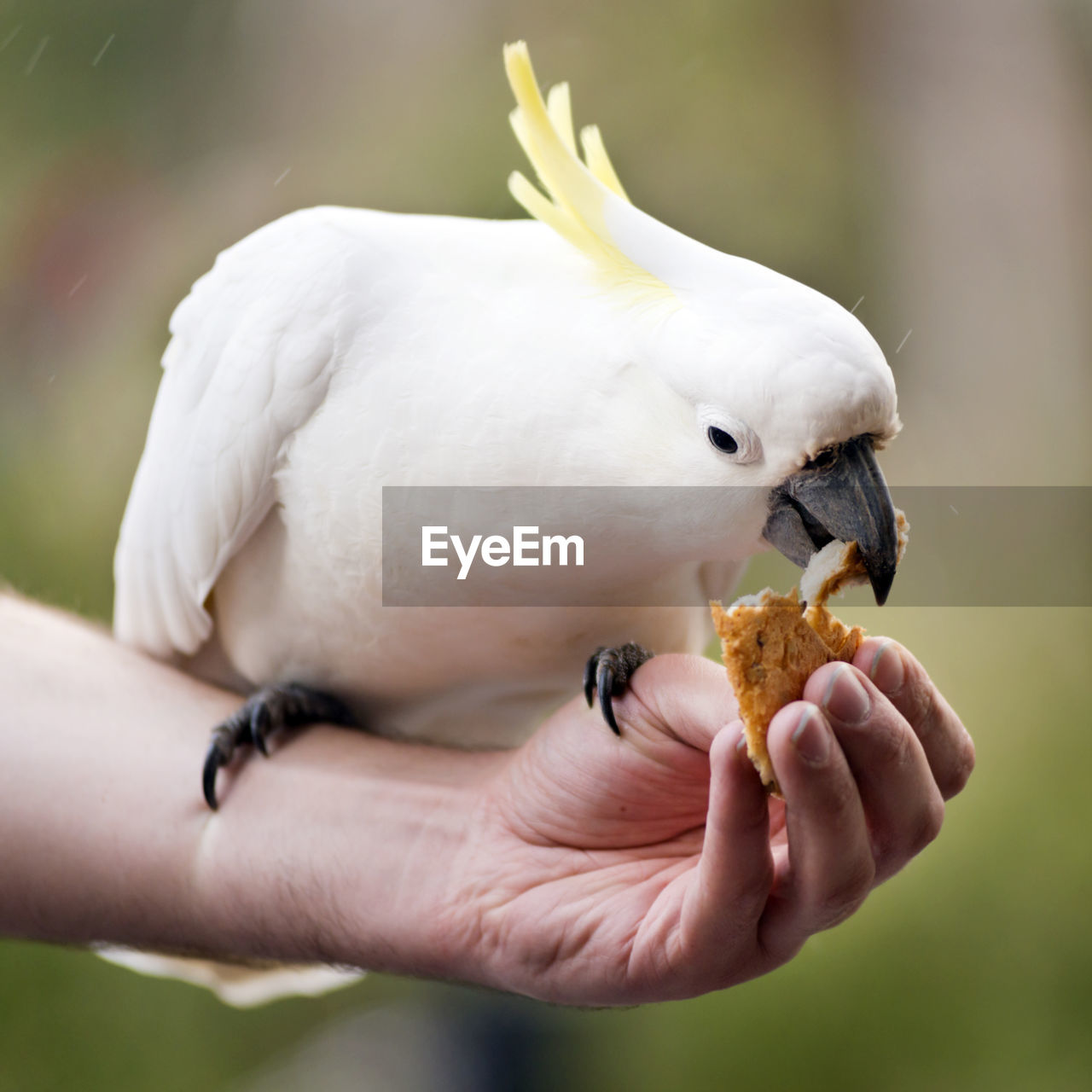 CLOSE-UP OF PERSON HAND HOLDING BIRD