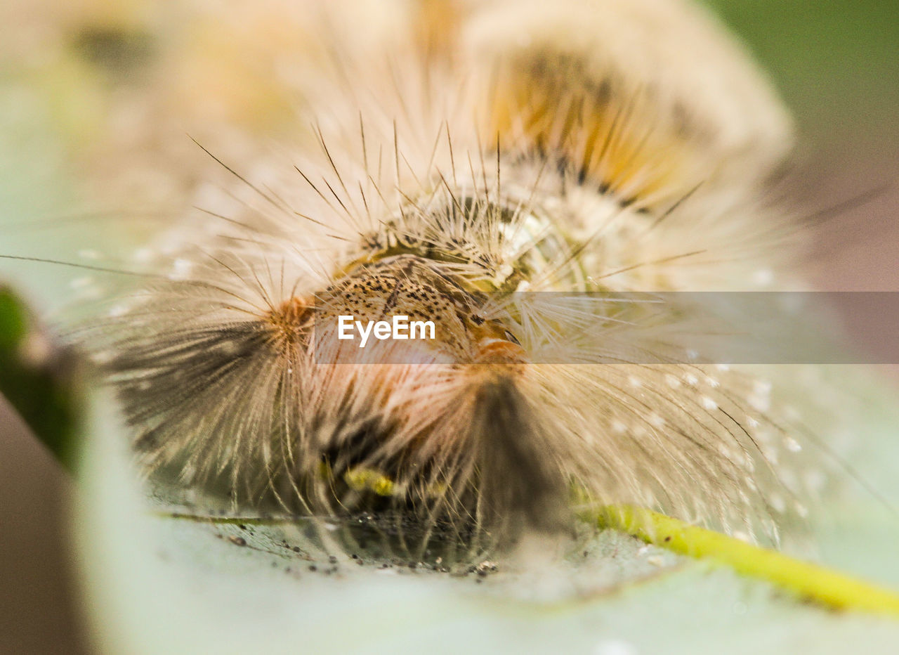 Close-up of caterpillar