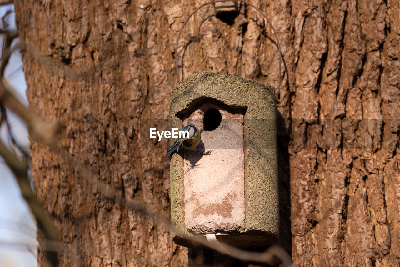 Close-up of tree trunk with birdhouse