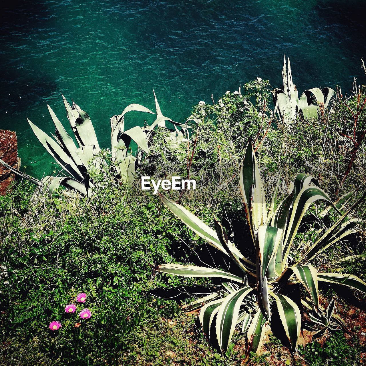 HIGH ANGLE VIEW OF FLOWERING PLANTS AT SEA