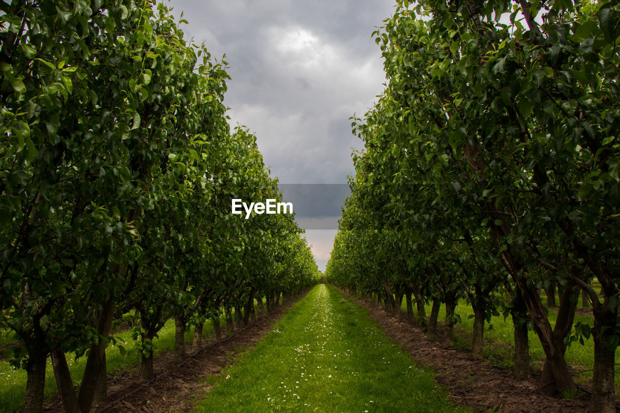 PANORAMIC VIEW OF TREES ON FIELD