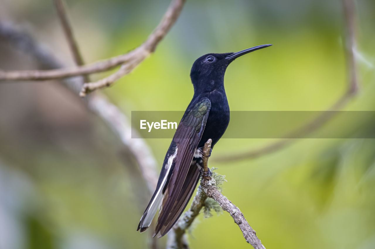 low angle view of bird perching on branch