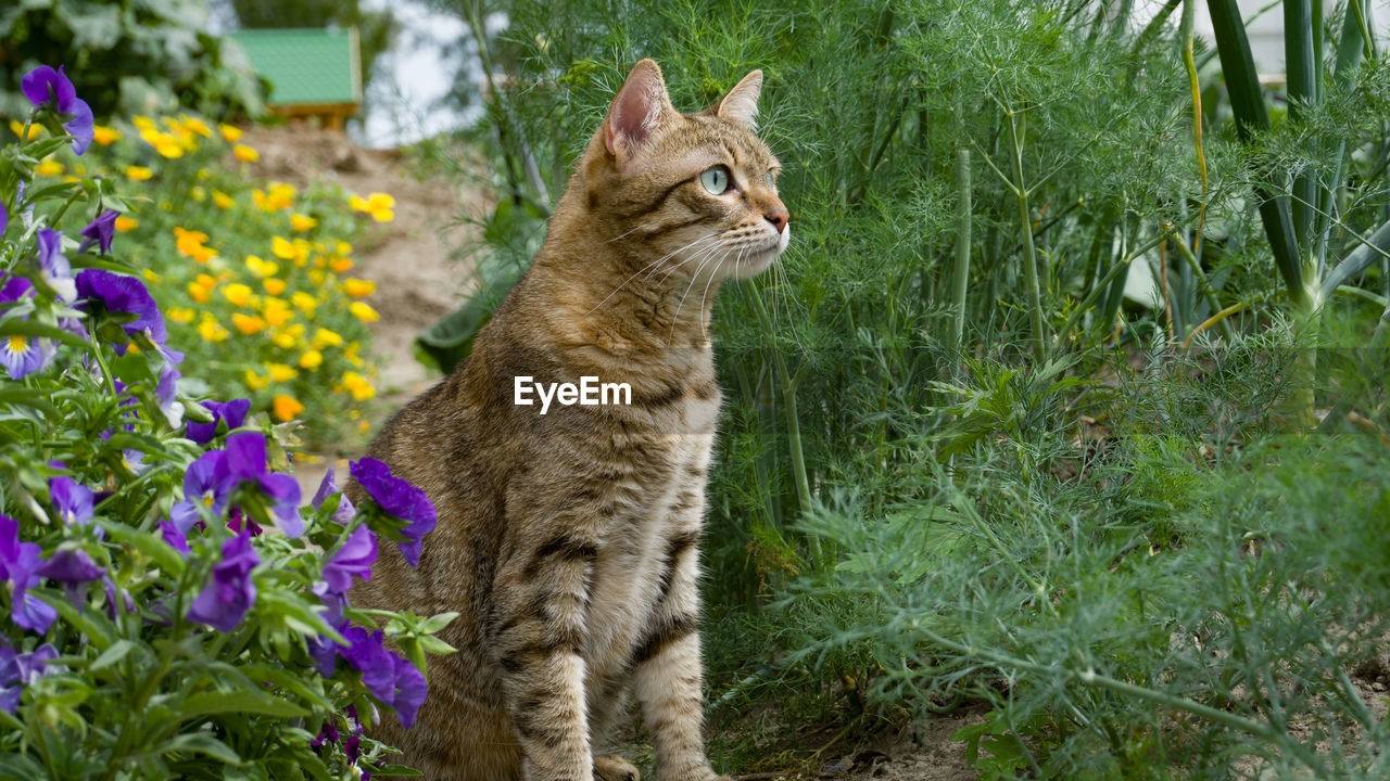Cat looking away