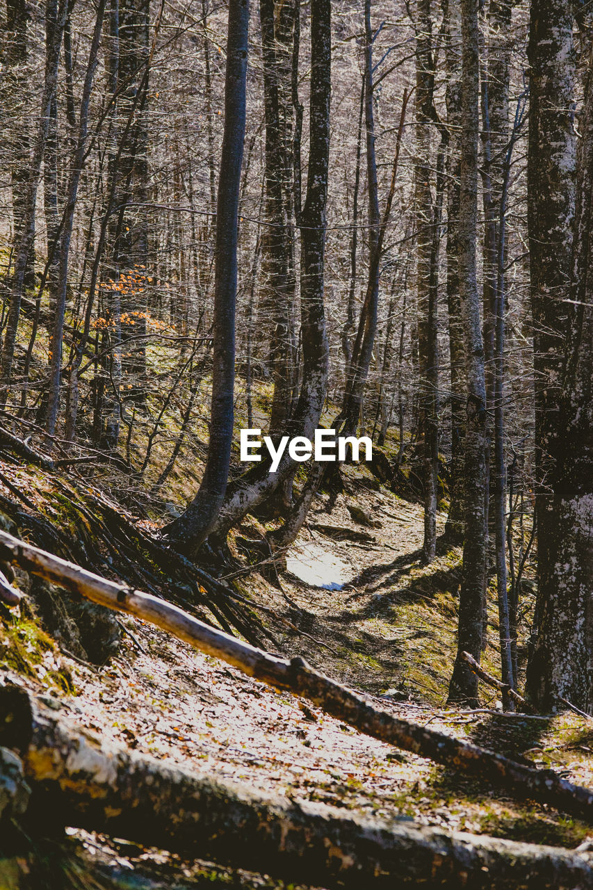 FULL FRAME SHOT OF TREE TRUNKS IN FOREST