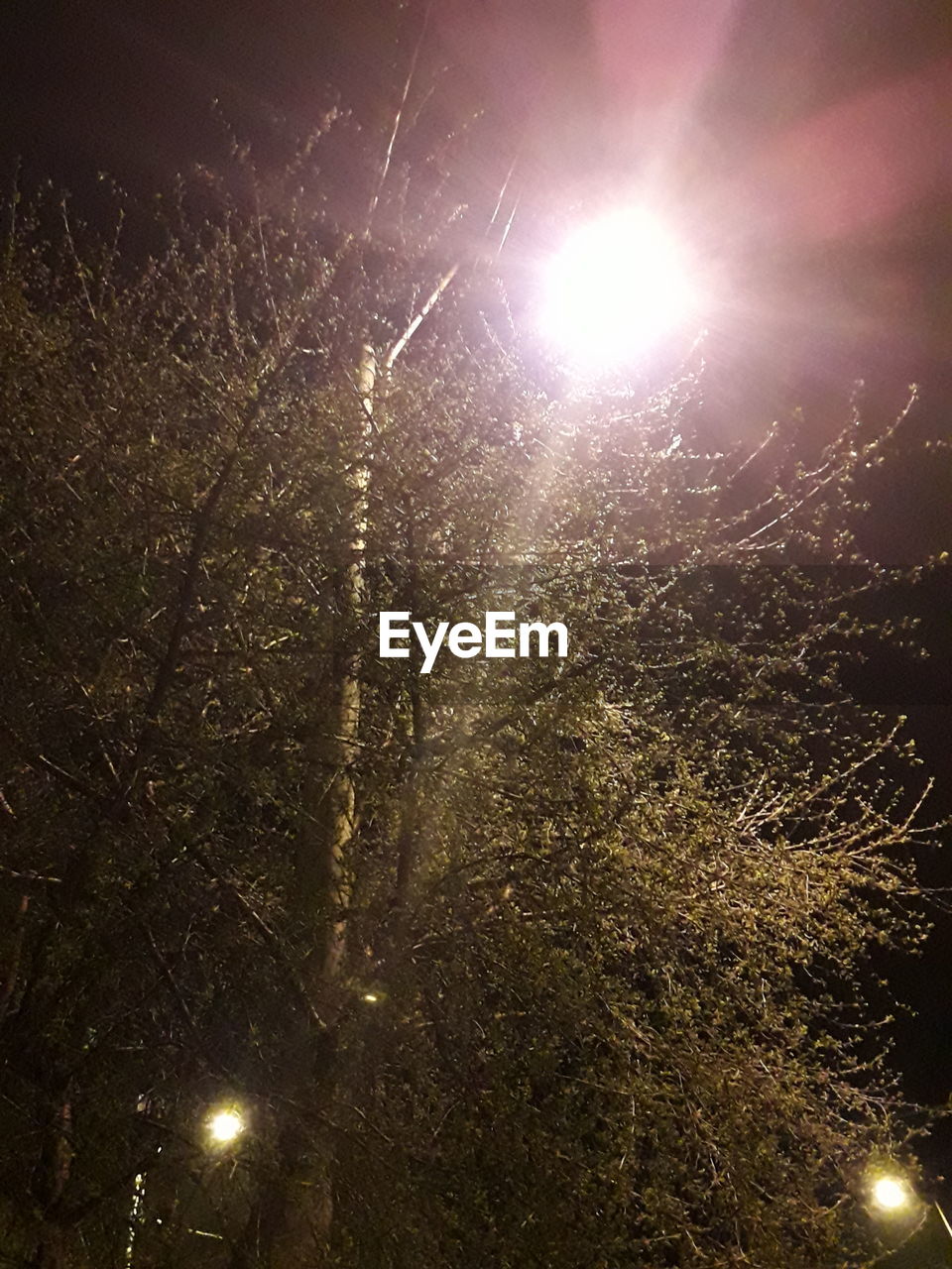 LOW ANGLE VIEW OF ILLUMINATED TREES AGAINST SKY