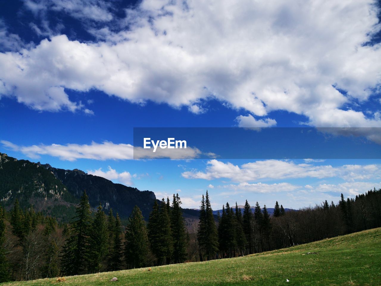 PANORAMIC VIEW OF PINE TREES AGAINST SKY