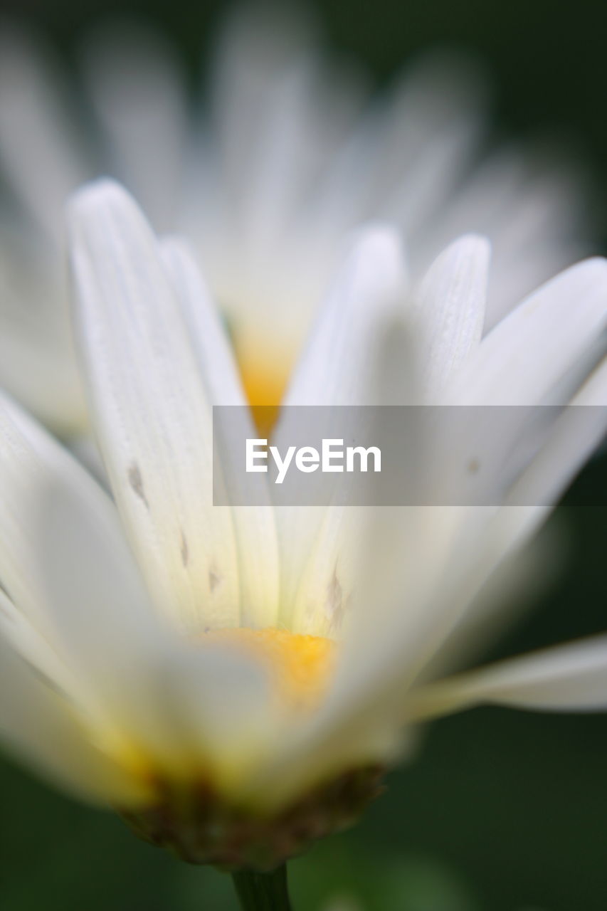 CLOSE-UP OF FRESH WHITE FLOWER BLOOMING IN NATURE