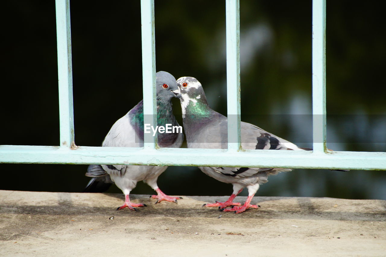 Pigeons behind railing