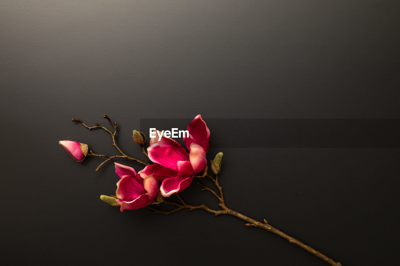 CLOSE-UP OF PINK FLOWER AGAINST BLACK BACKGROUND