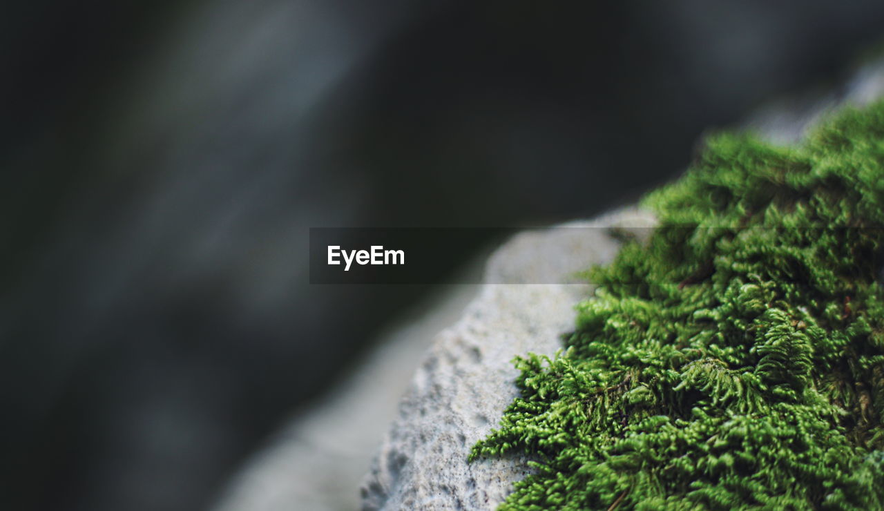 CLOSE-UP OF LICHEN ON ROCK