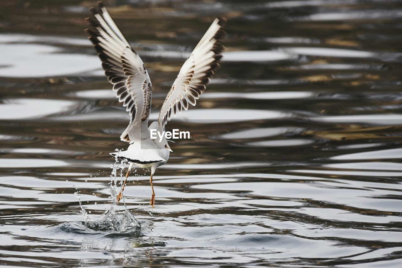 Bird flying over lake