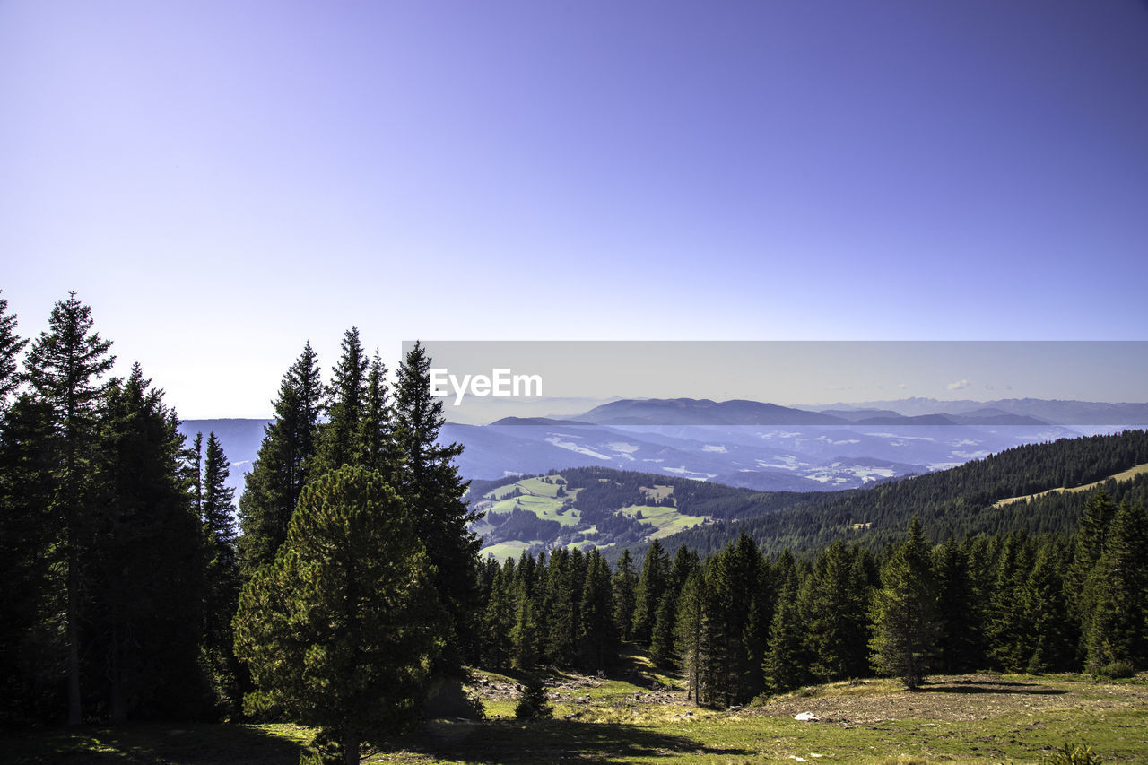 Pine trees in forest against sky