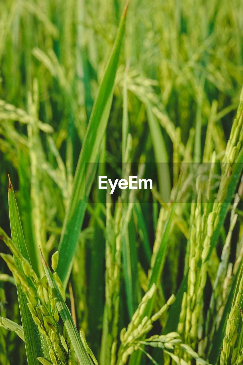 CLOSE-UP OF CROPS GROWING IN FIELD