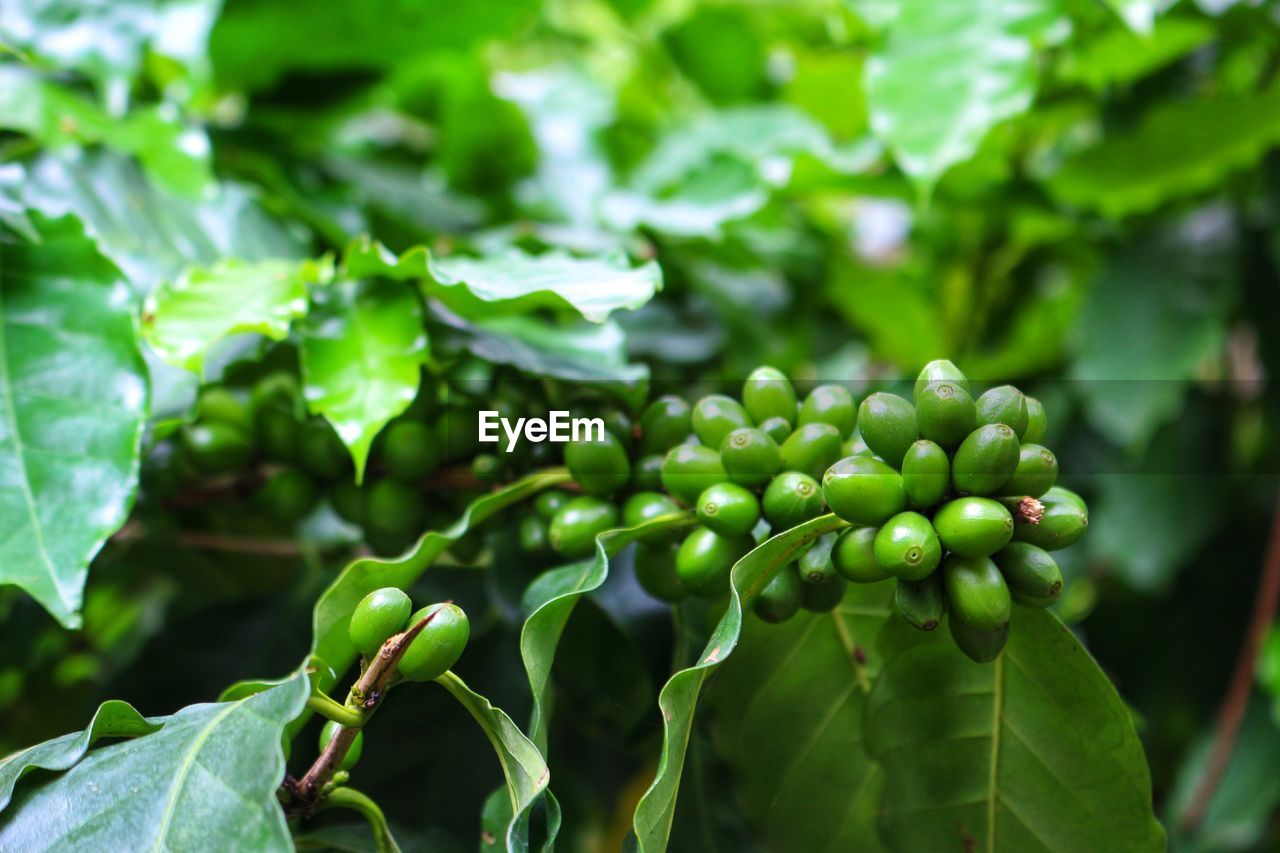 Close-up of fresh green coffee 