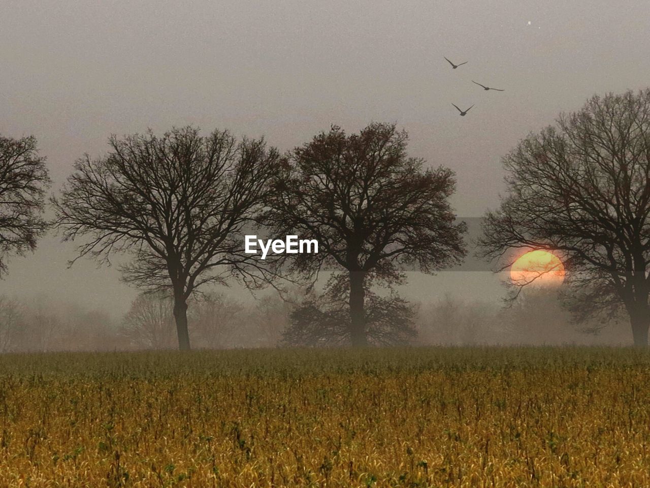 TREES GROWING ON FIELD AGAINST SKY AT SUNSET