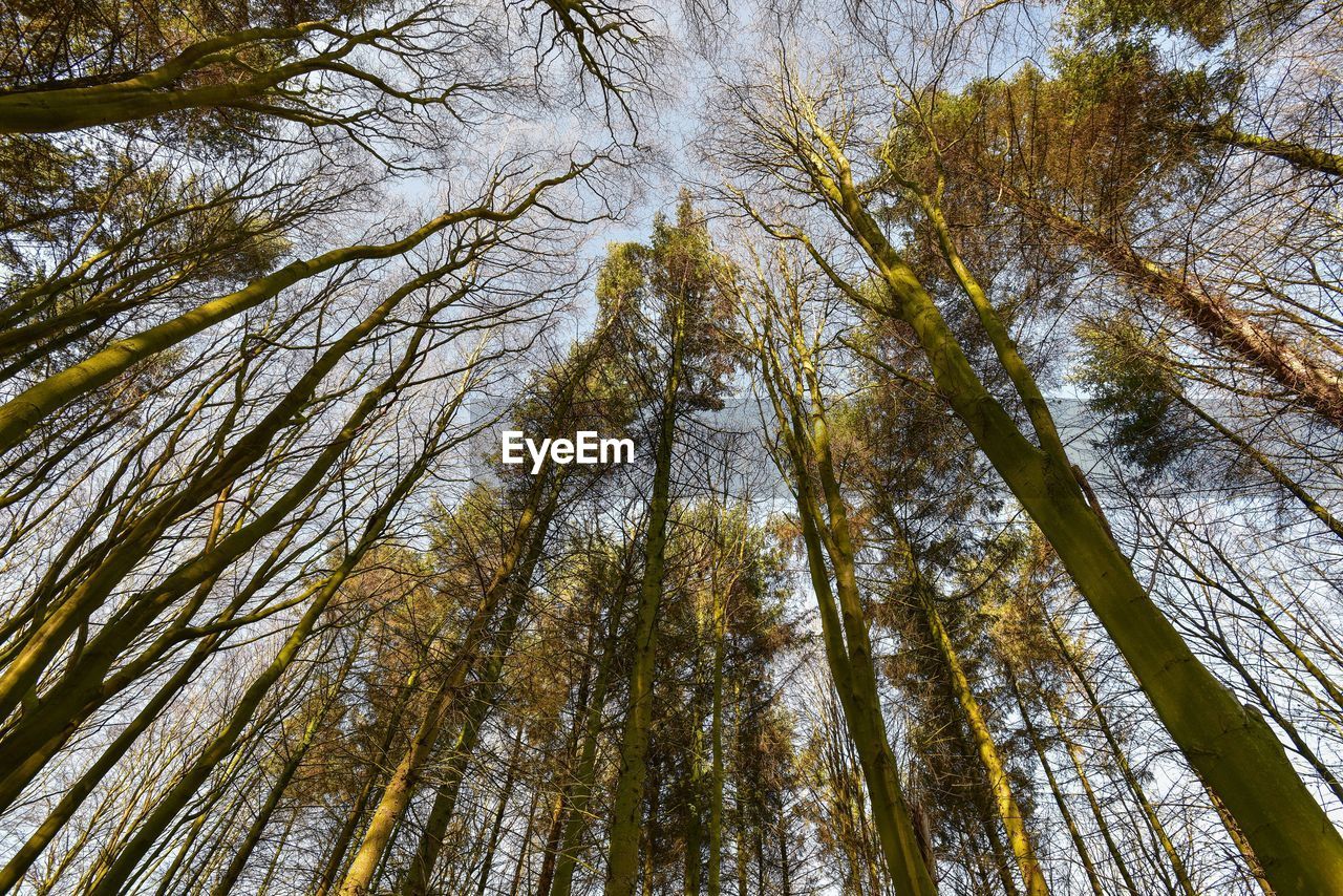 Low angle view of trees against sky