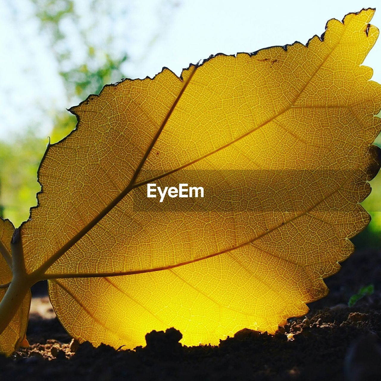 Close-up of yellow autumn leaf