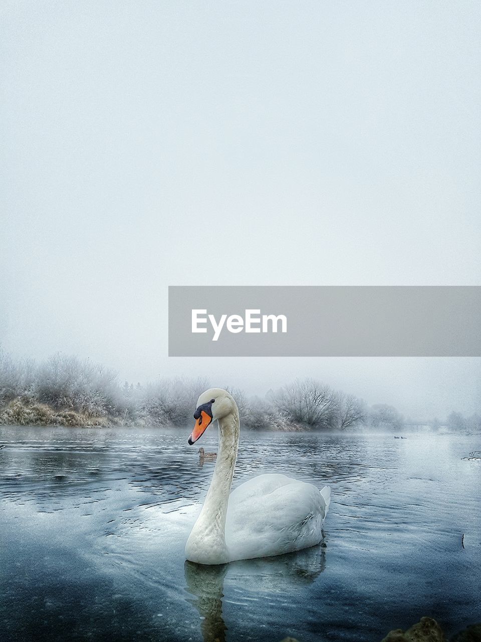 SWAN SWIMMING ON LAKE