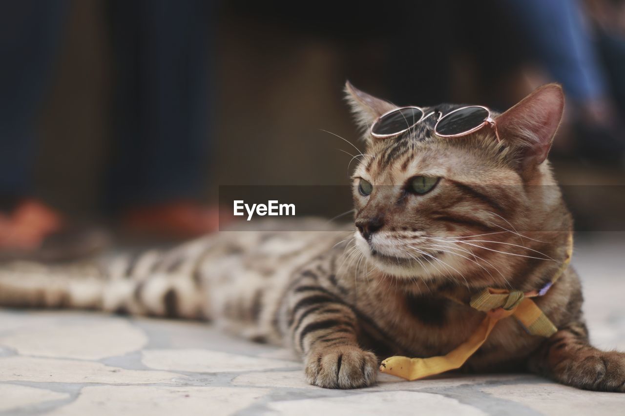 Close-up of a cat looking away