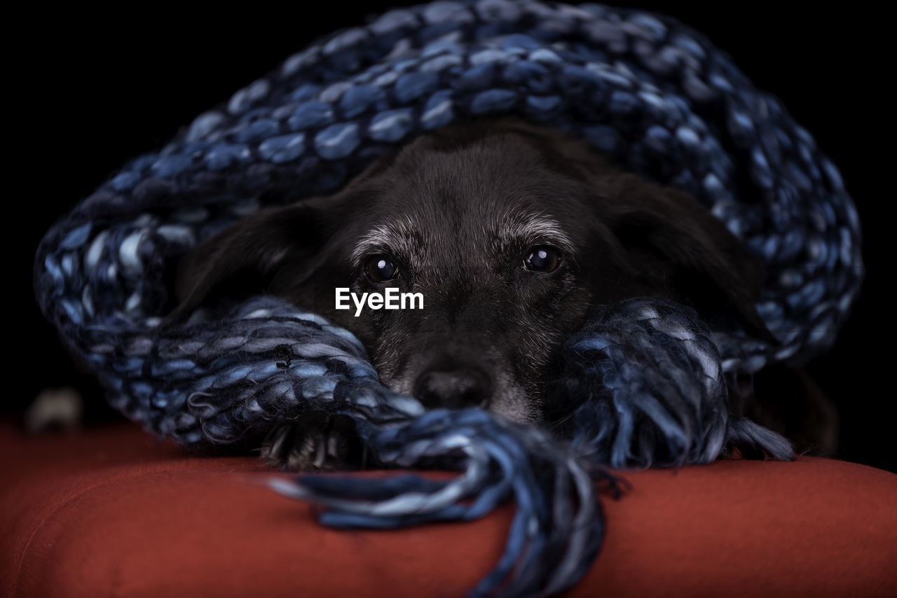 Close-up portrait of a sleepy dog