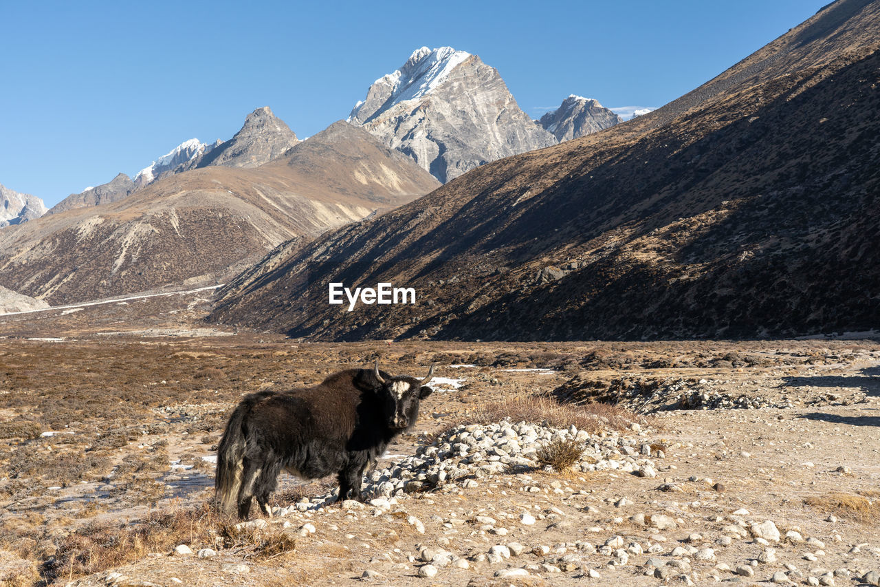 cow standing on field against mountain