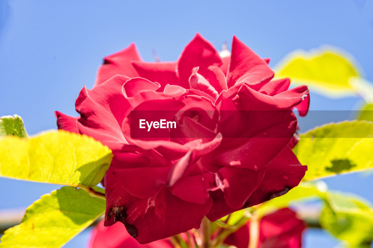 CLOSE-UP OF RED FLOWERS BLOOMING AGAINST SKY