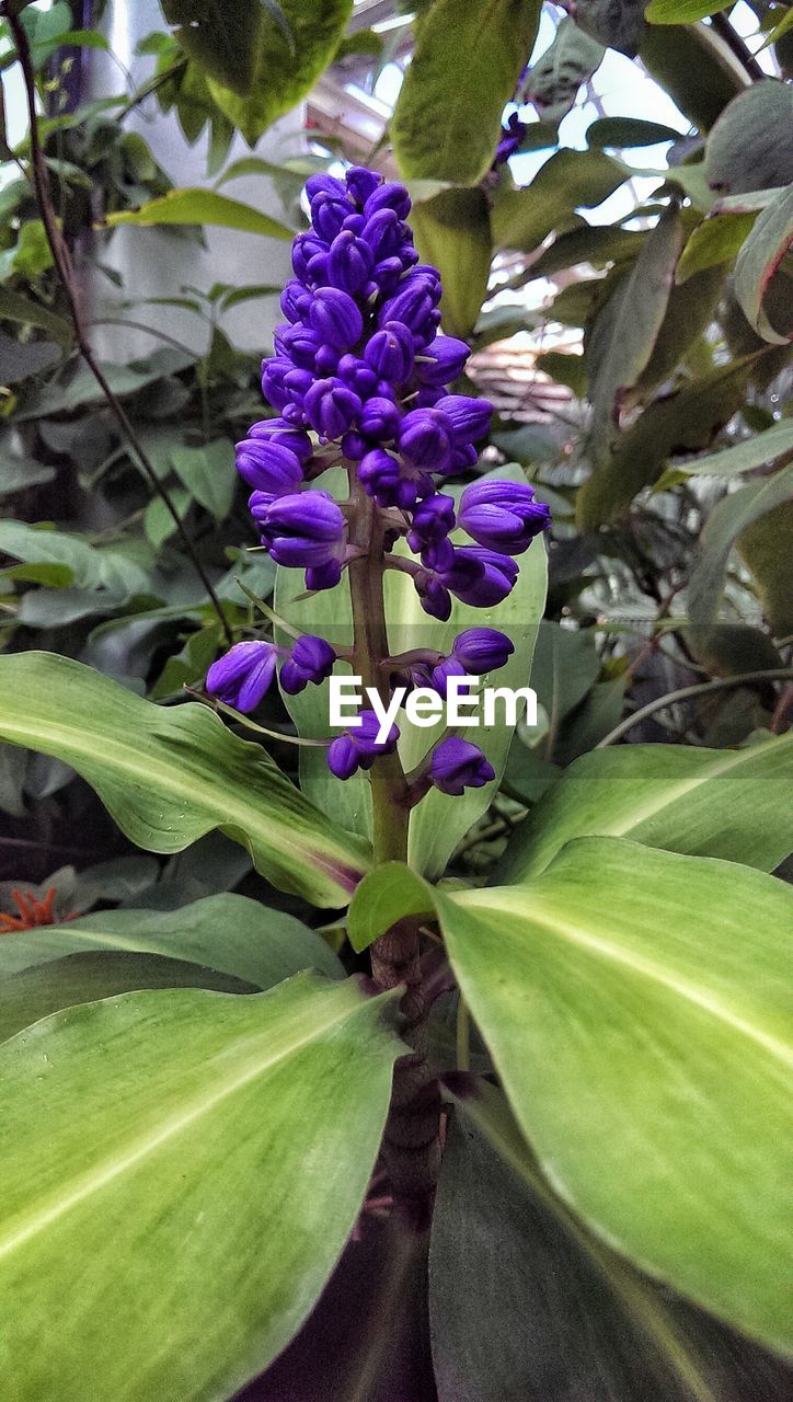 Close up of purple flower
