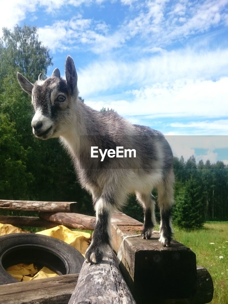 Close-up of baby goat standing on wood against sky