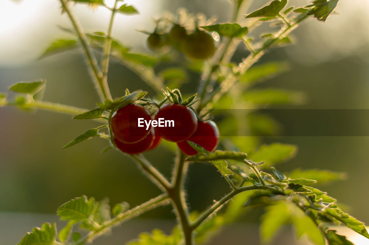 CLOSE-UP OF RED BERRIES ON TREE