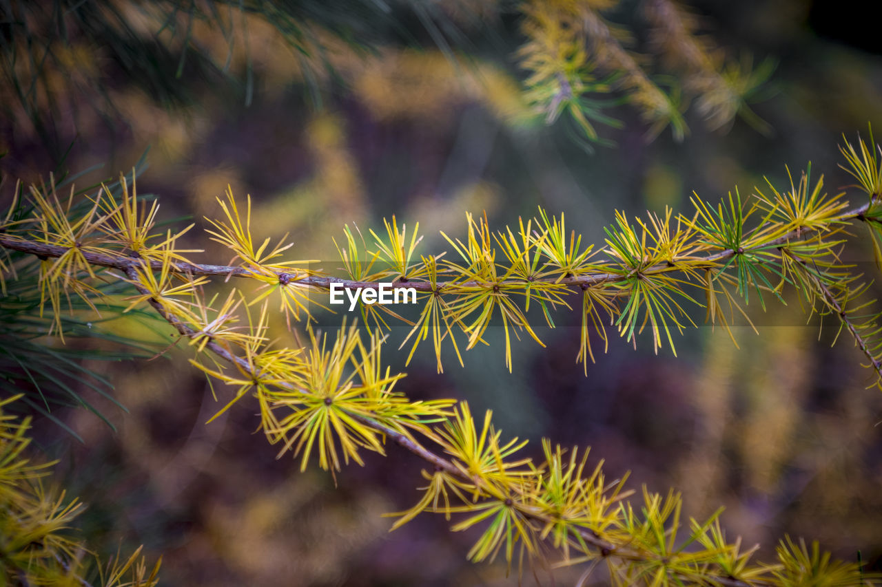 Detail closeup shot of larch tree branch during autumn with changing needle colors