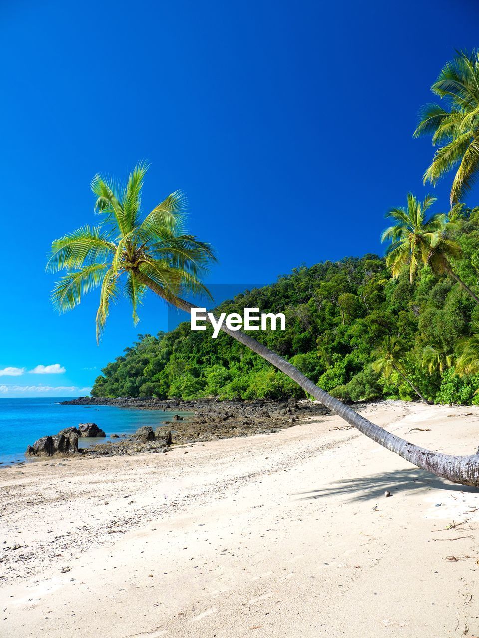 Palm trees on beach against clear blue sky