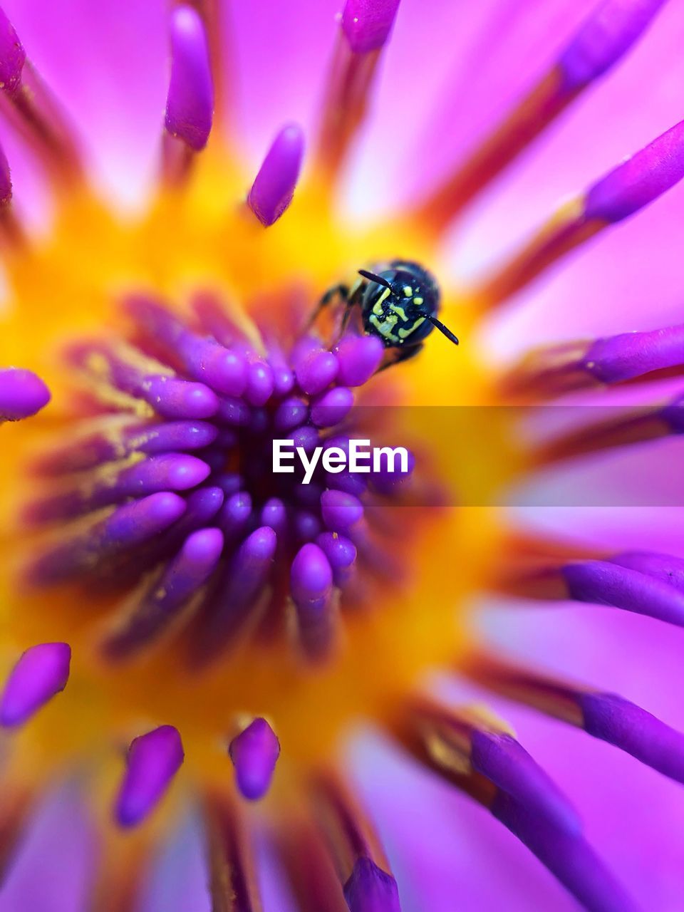 CLOSE-UP OF HONEY BEE ON PURPLE FLOWER