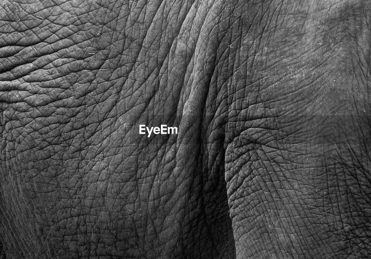 FULL FRAME SHOT OF ANIMAL