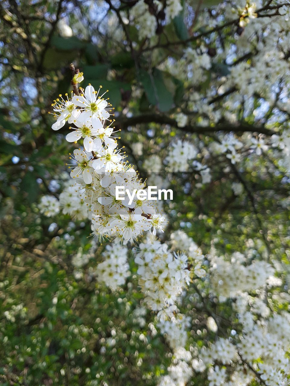 CLOSE-UP OF FRESH WHITE FLOWERS BLOOMING IN TREE