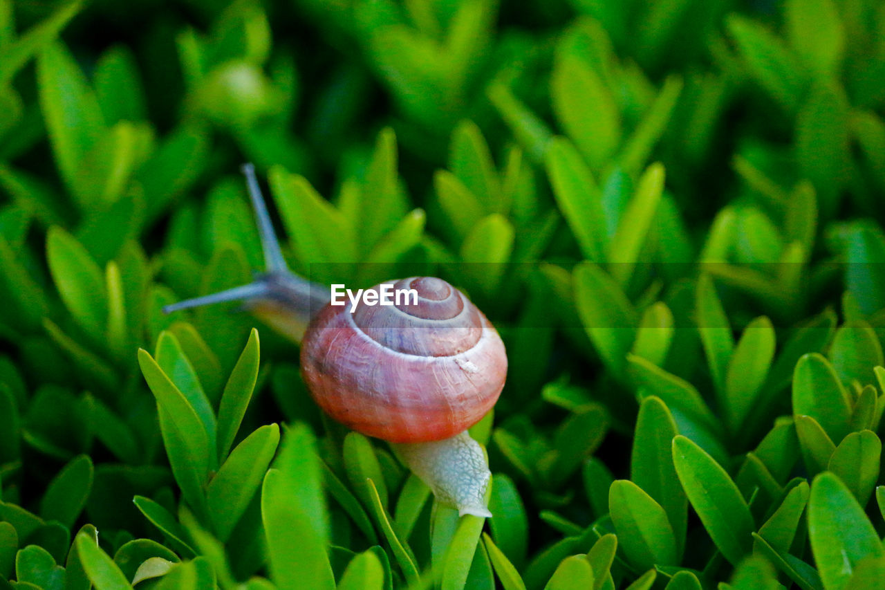 CLOSE-UP OF SNAIL ON PLANTS