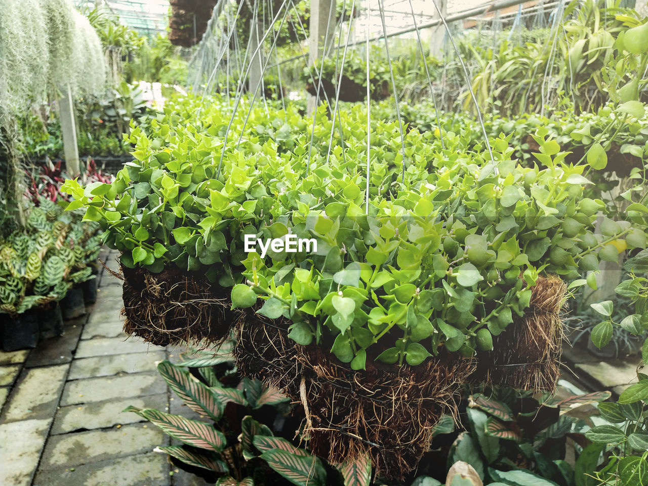 Close-up of potted plants in greenhouse