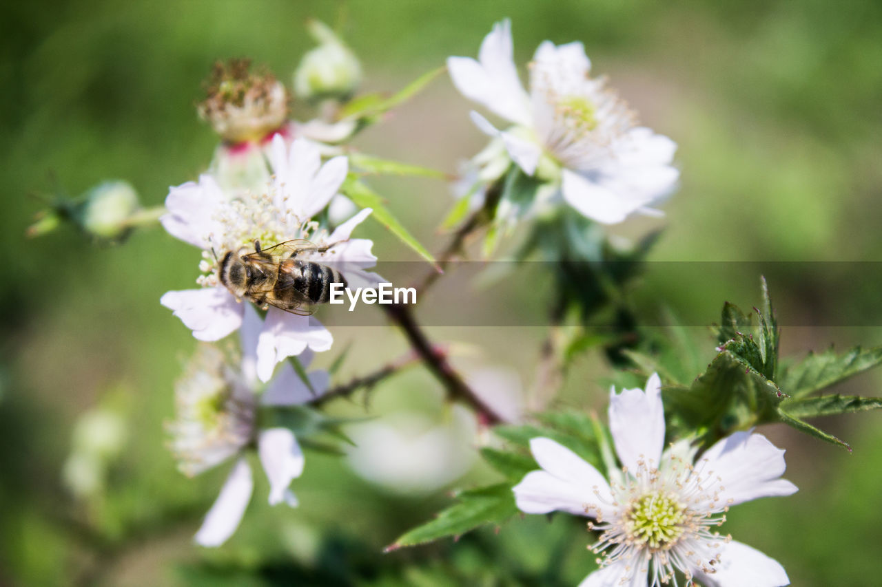 CLOSE-UP OF BEE POLLINATING ON WHITE FLOWER