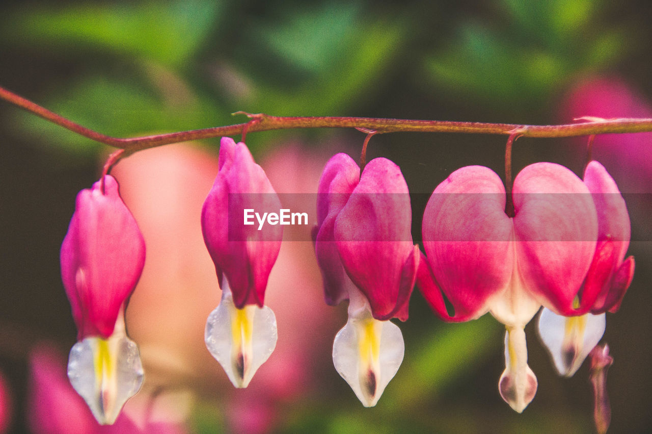 Close-up of pink flowering plants