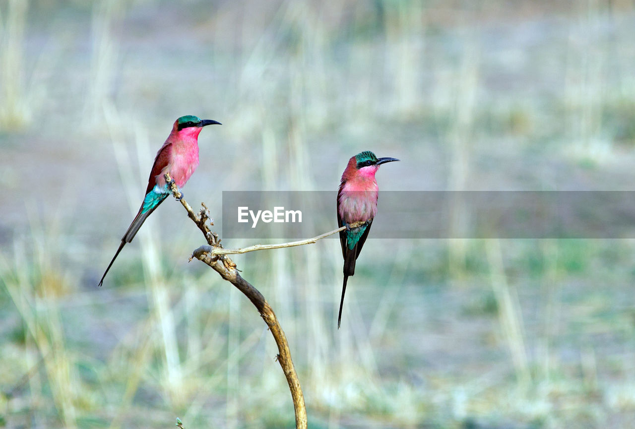 CLOSE-UP OF BIRD PERCHING ON OUTDOORS