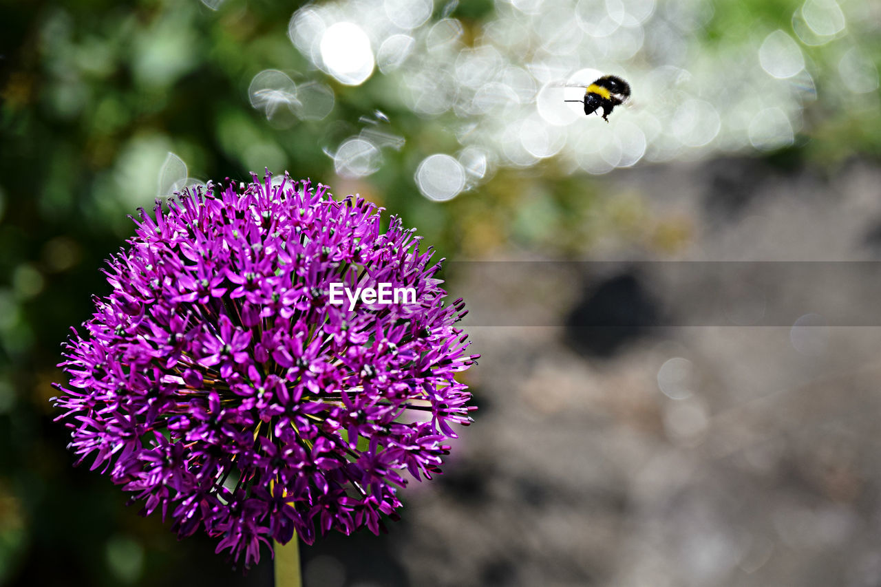 CLOSE-UP OF HONEY BEE ON PURPLE FLOWER